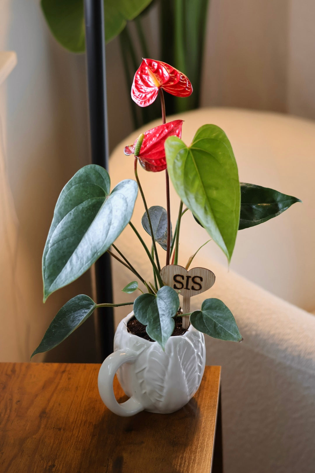 Mother's Day Special Mini Anthurium